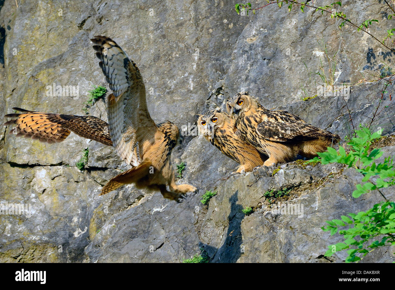 northern eagle owl (Bubo bubo), three northern eagle owls at a stone quarry, Germany, North Rhine-Westphalia Stock Photo