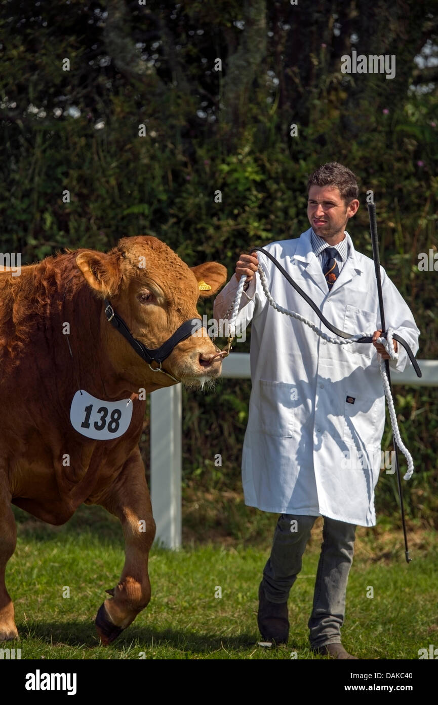 Stithians, UK. 15th July, 2013. Judging take place in one of the cattle competitions at the Stithians show, Cornwall's biggest one day show. Credit:  Bob Sharples/Alamy Live News Stock Photo
