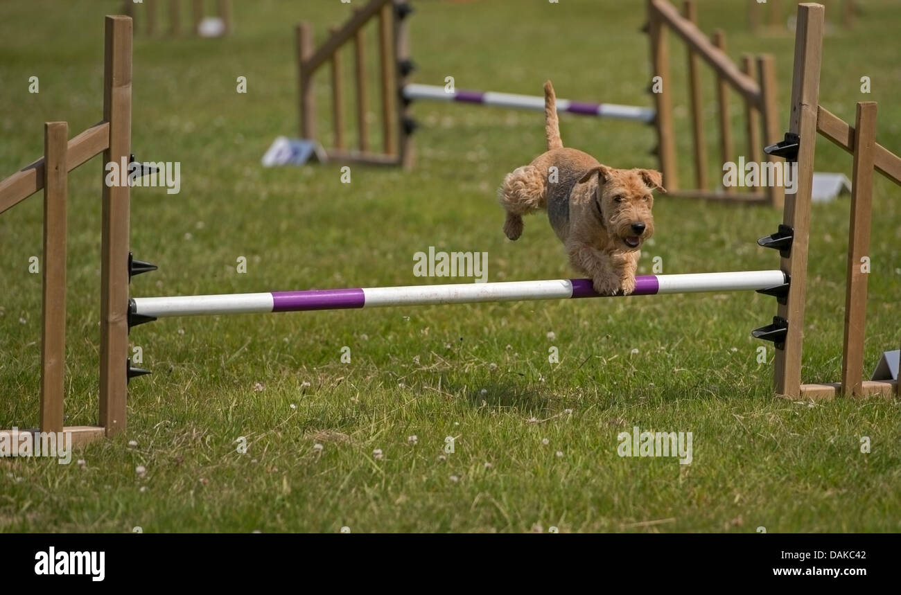 Stithians, UK. 15th July, 2013. Dog leaps the fence during the dog obstacle course at the Stithians show, Cornwall's biggest one day show. Credit:  Bob Sharples/Alamy Live News Stock Photo