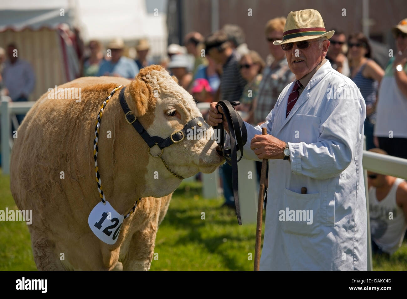 Stithians, UK. 15th July, 2013. One of the many cattle on display at the Stithians show, Cornwall's biggest one day show. Credit:  Bob Sharples/Alamy Live News Stock Photo