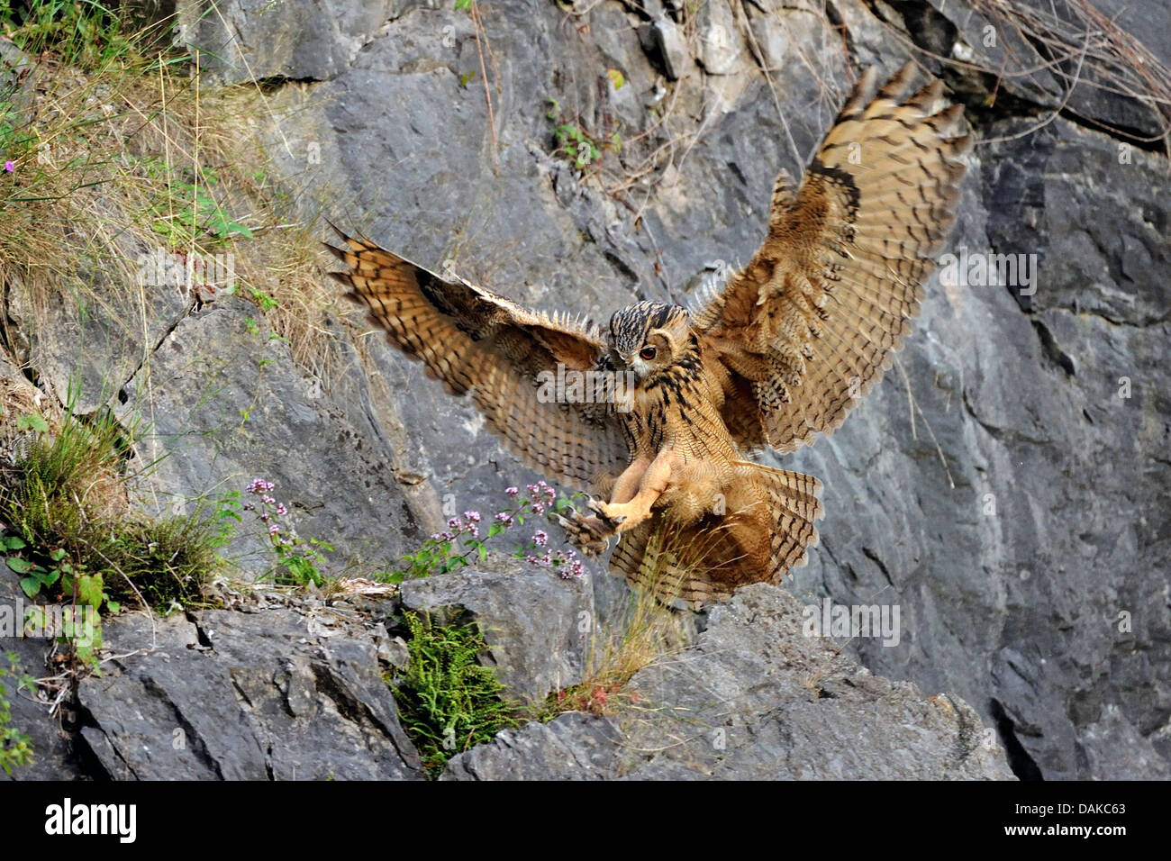 northern eagle owl (Bubo bubo), landing on a rock spur of a stone quarry, Germany, North Rhine-Westphalia Stock Photo