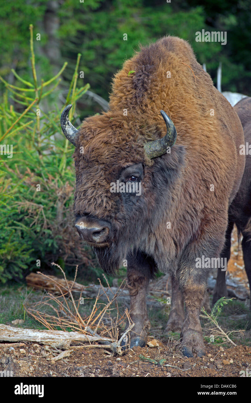 European bison, wisent (Bison bonasus), on clearing Stock Photo