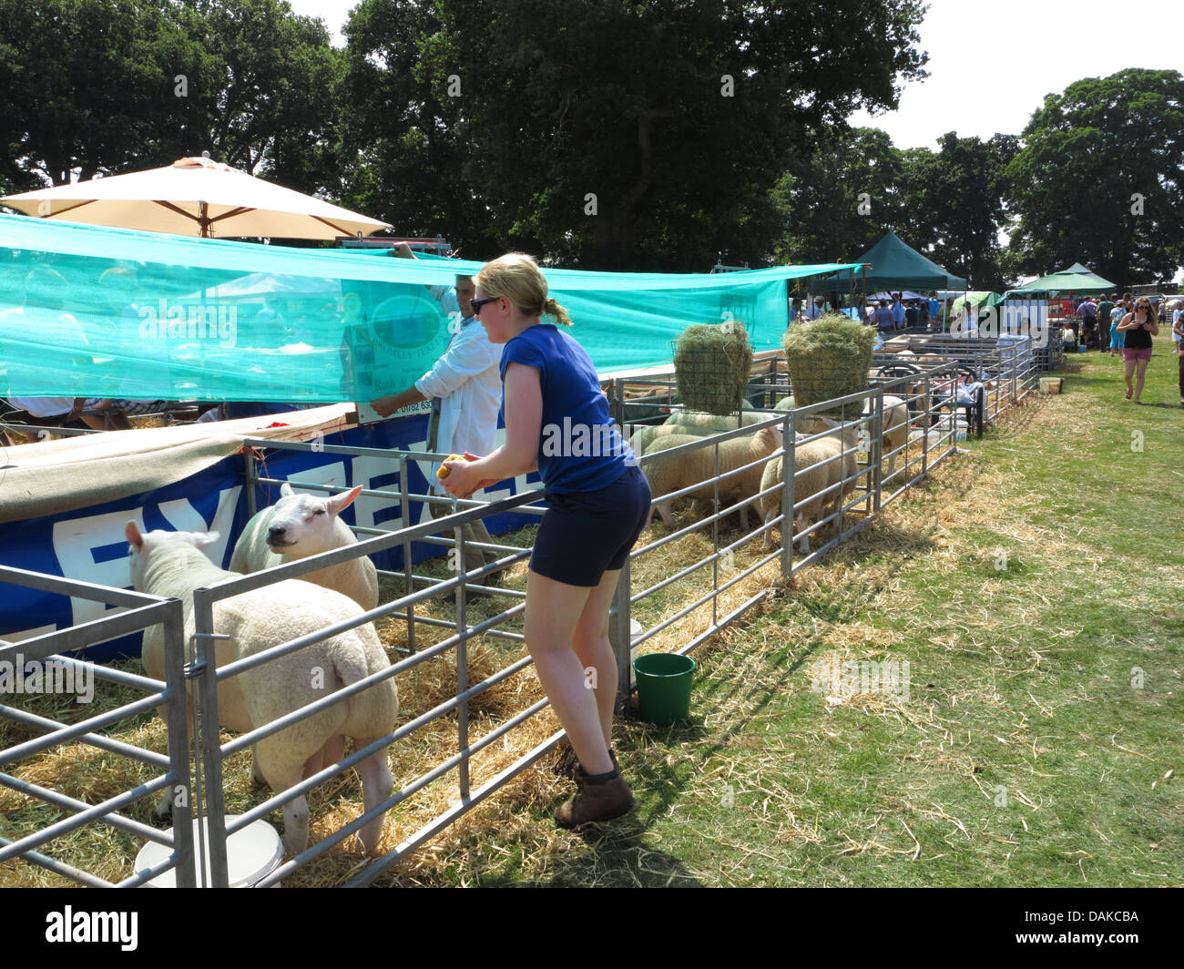 Newport Show, Chetwynd Deer Park, Newport, Shropshire Stock Photo Alamy