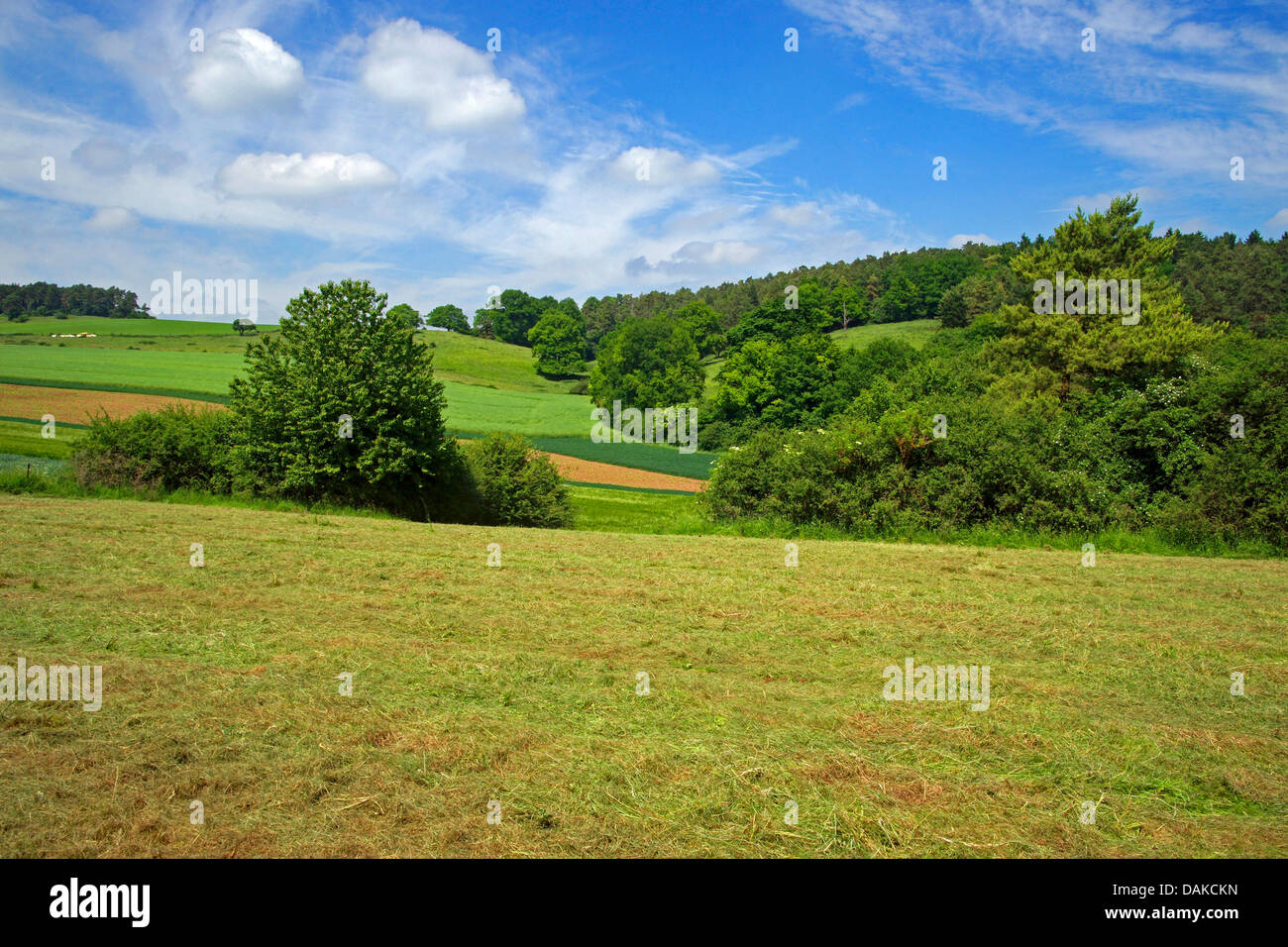 landscape at  Rhineland-Palatinate in early summer, Germany, Rhineland-Palatinate, Eifel, Kempenich Stock Photo