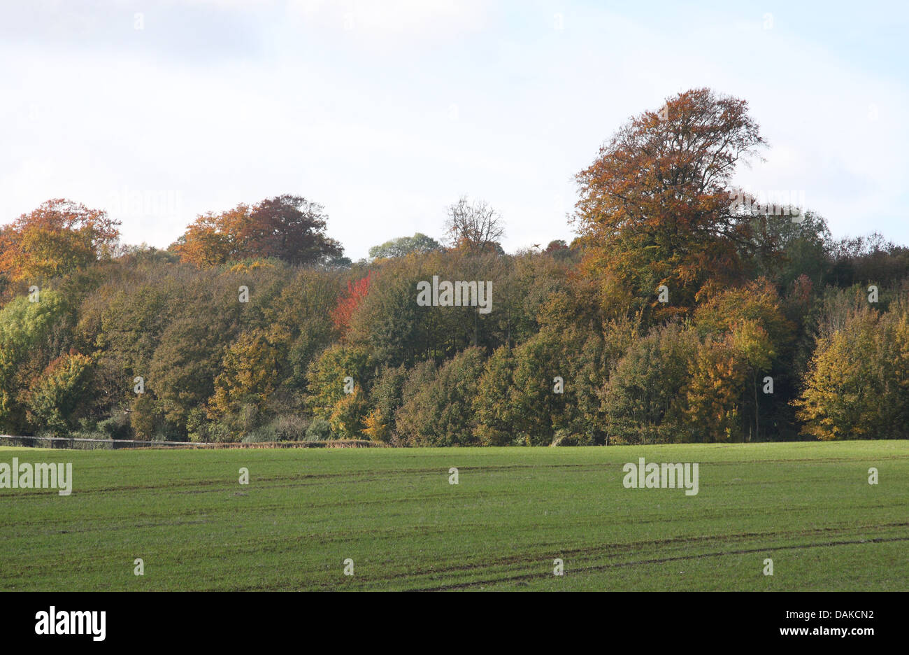 A coppice's woodland with a few standards poking through the woods understory, with a winter crop planted in the front field Stock Photo