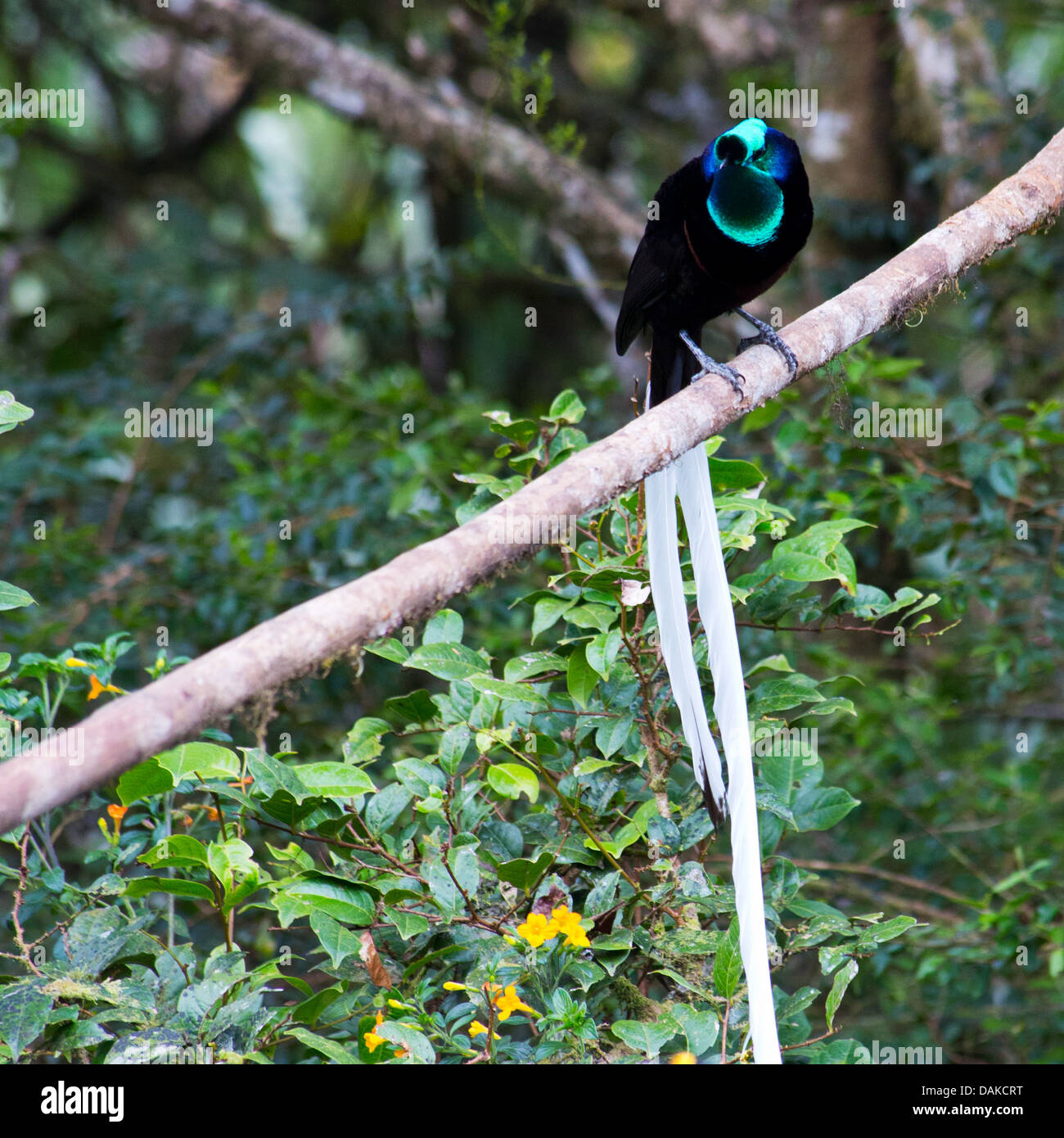 adult-male-ribbon-tailed-astrapia-astrapia-mayeri-a-species-of-bird-DAKCRT.jpg