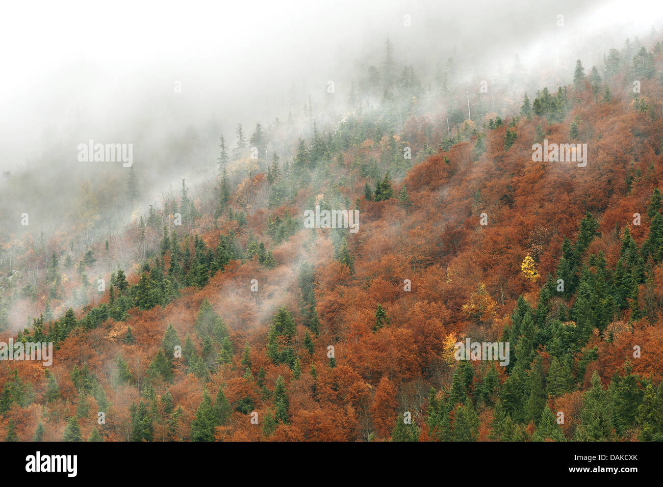Mountain peaks and forest in mist in autumn, Vercors National Park, France, Nationalpark Vercors Stock Photo