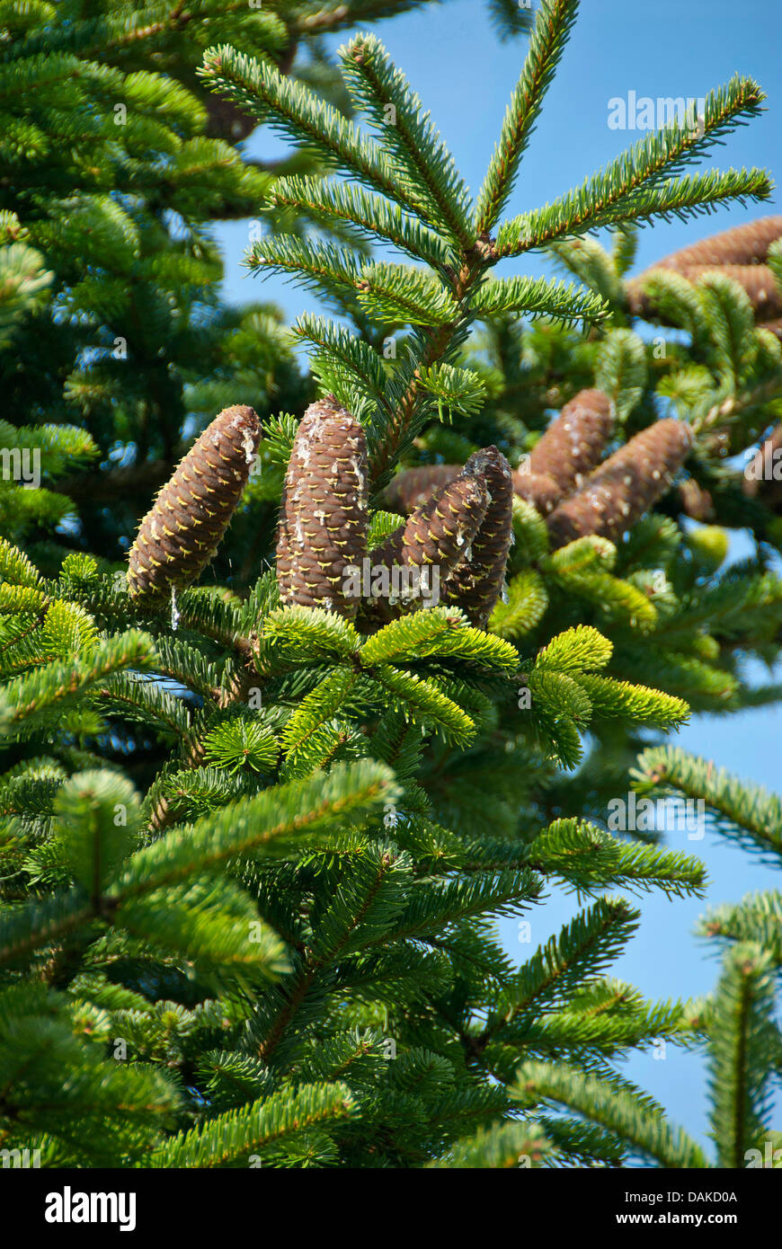 Nordman fir (Abies nordmanniana), branch with cones, Germany, Saxony Stock Photo