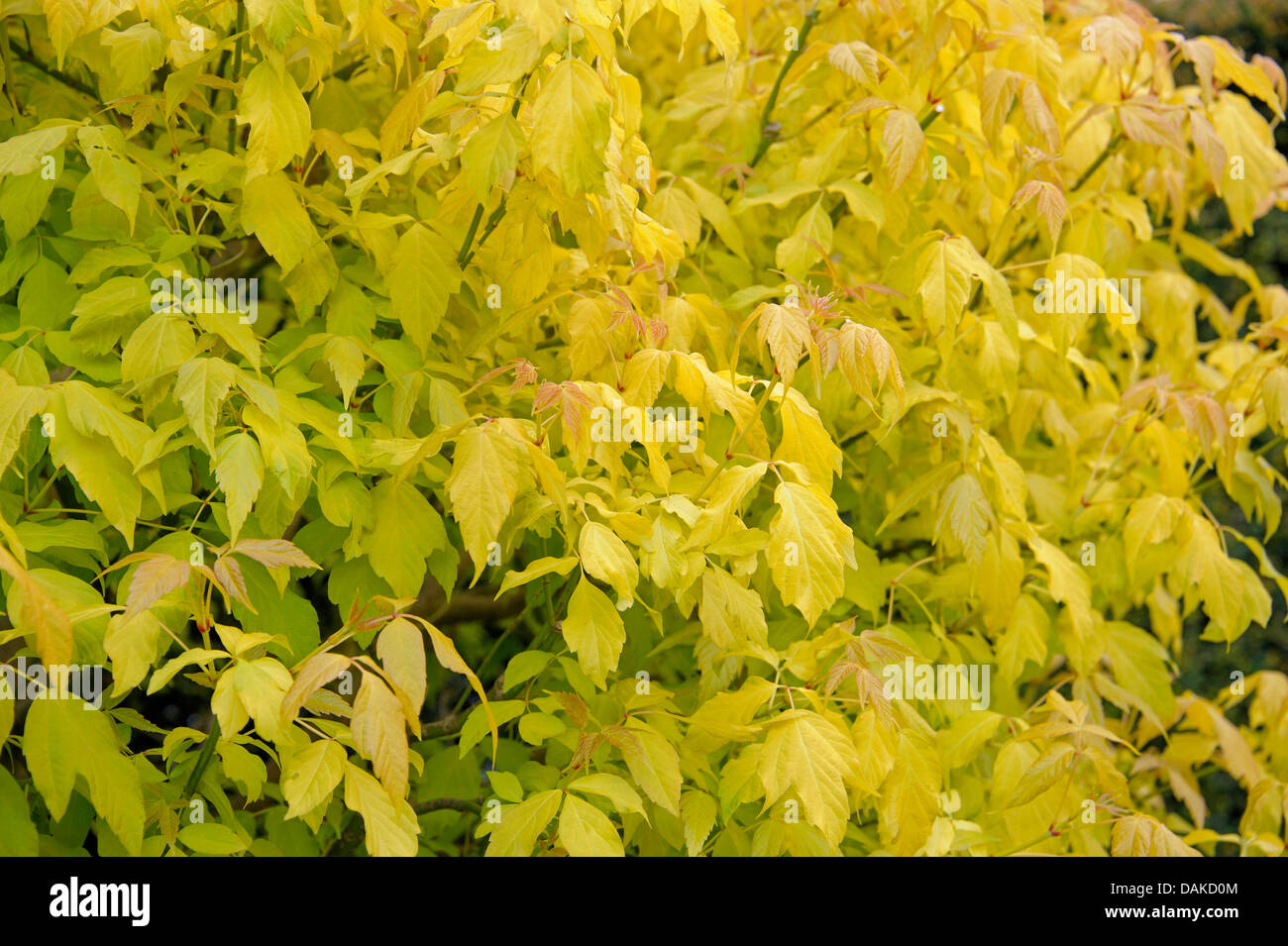 ashleaf maple, box elder (Acer negundo 'Odessanum', Acer negundo Odessanum), cultivar Odessanum, Germany Stock Photo
