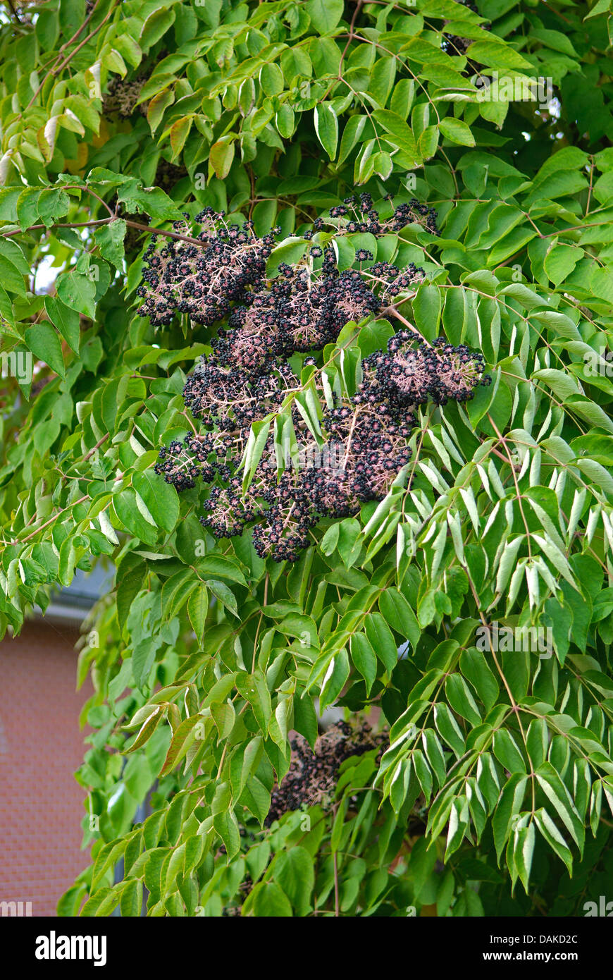 Japanese Angelica Tree (Aralia elata), branch with fruits, Belgium Stock Photo