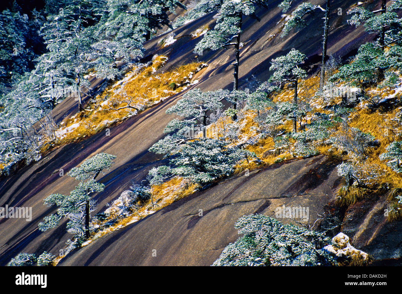 Snow covered pines on rock slope in winter at Huangshan National Park (Yellow Mountain), Anhui, China. Stock Photo