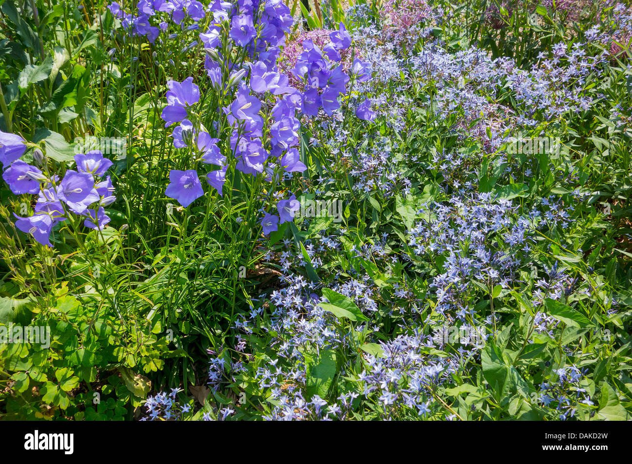 Blue Campanula and Amsonia Orientalis Stock Photo
