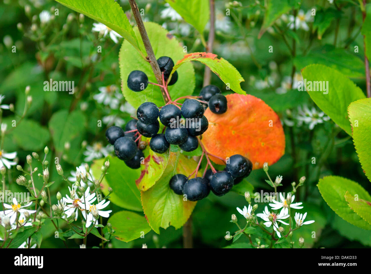 Purple Chokeberry (Aronia prunifolia 'Viking', Aronia prunifolia Viking), branch with fruits, Germany Stock Photo