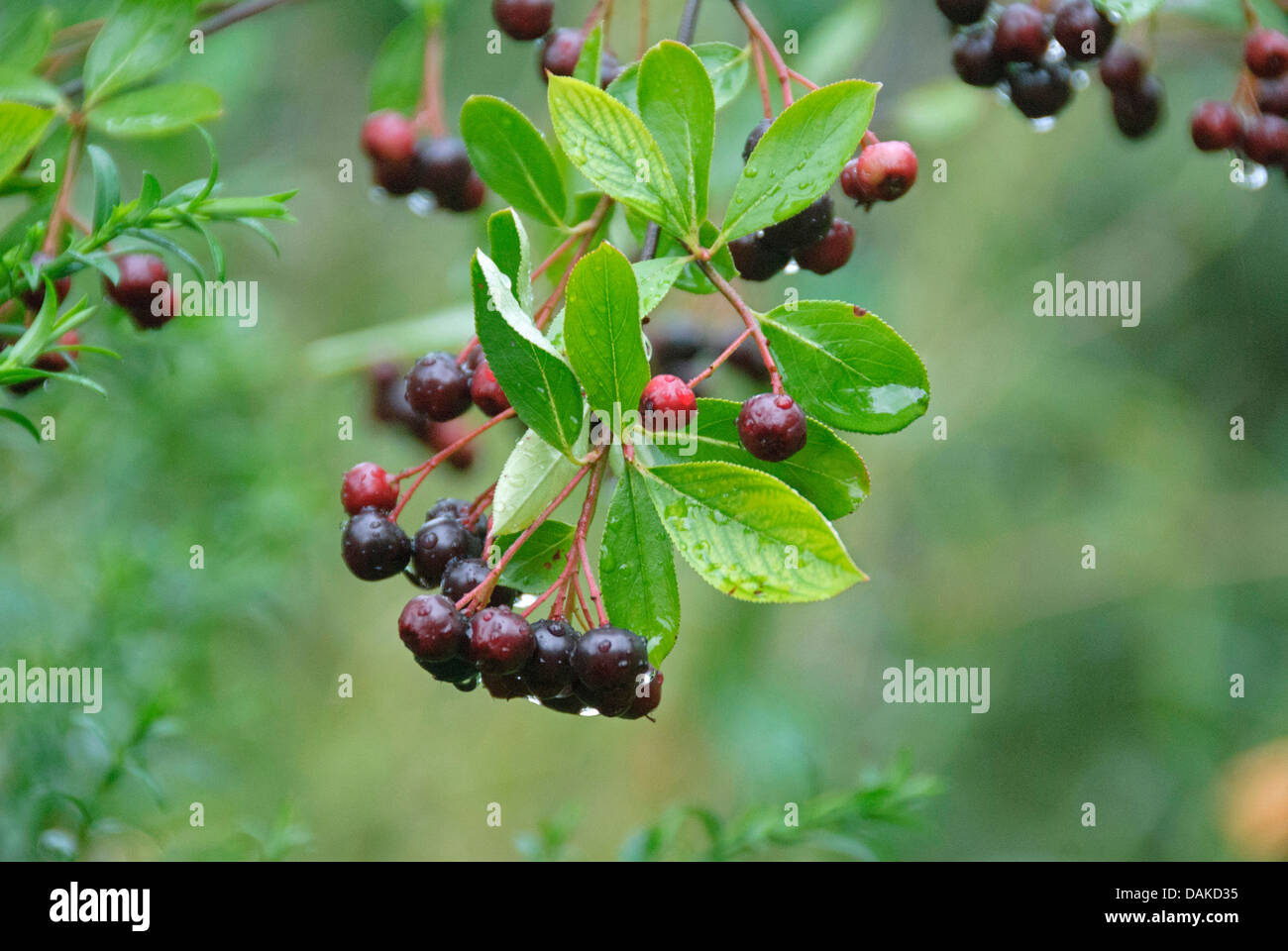 Purple Chokeberry (Aronia prunifolia), branch with fruits Stock Photo