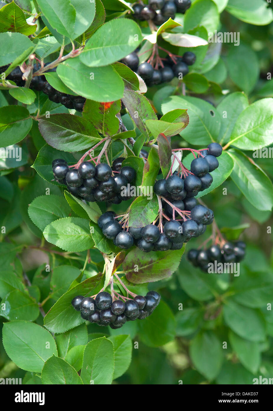 Black Chokeberry (Aronia melanocarpa, Photinia melanocarpa), branch with fruits, Germany Stock Photo