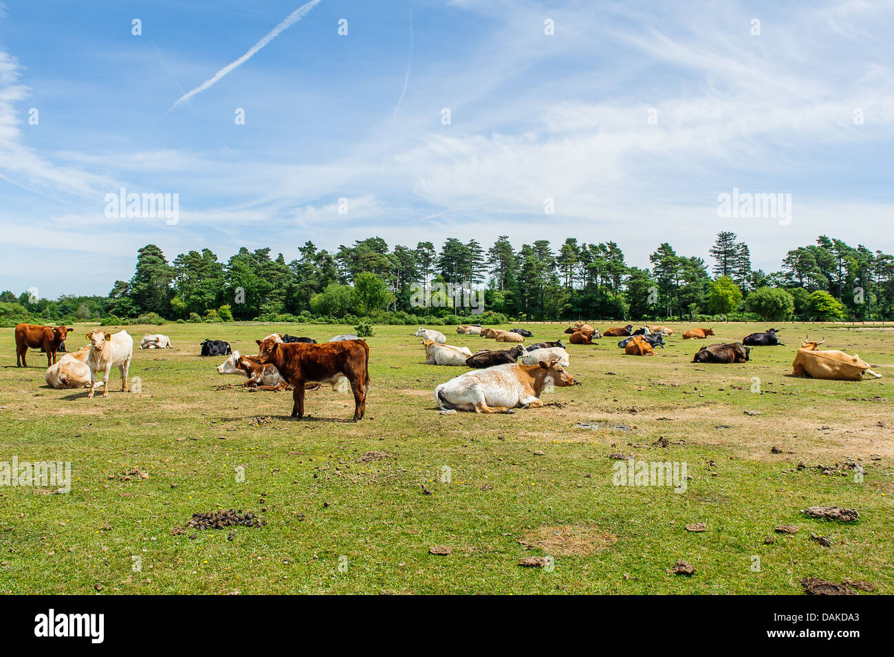 Livestock bashing in the sun in the New Forest Stock Photo