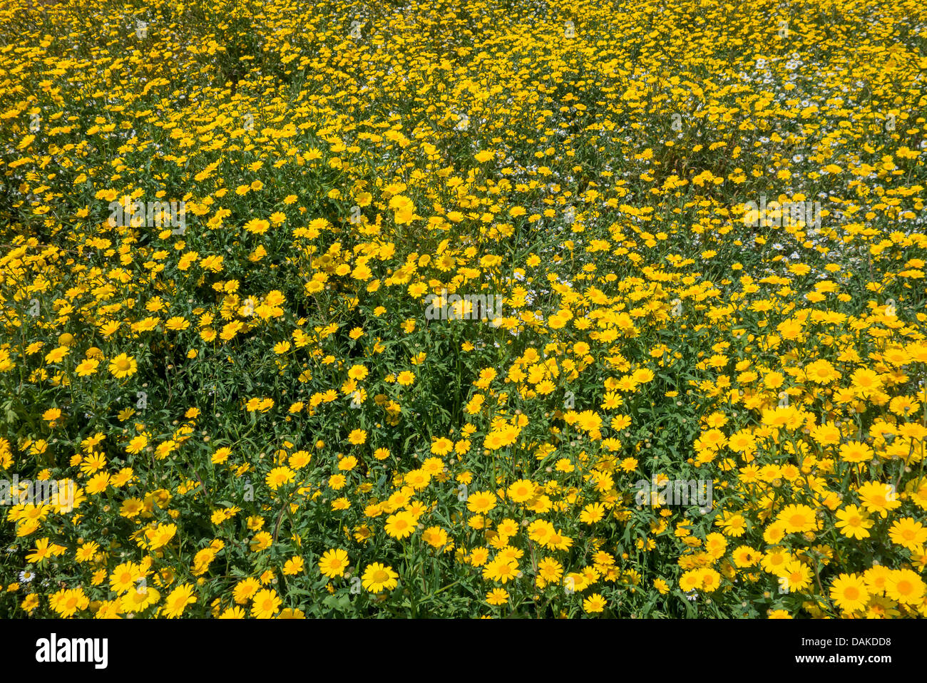 Field yellow daisy hires stock photography and images Alamy