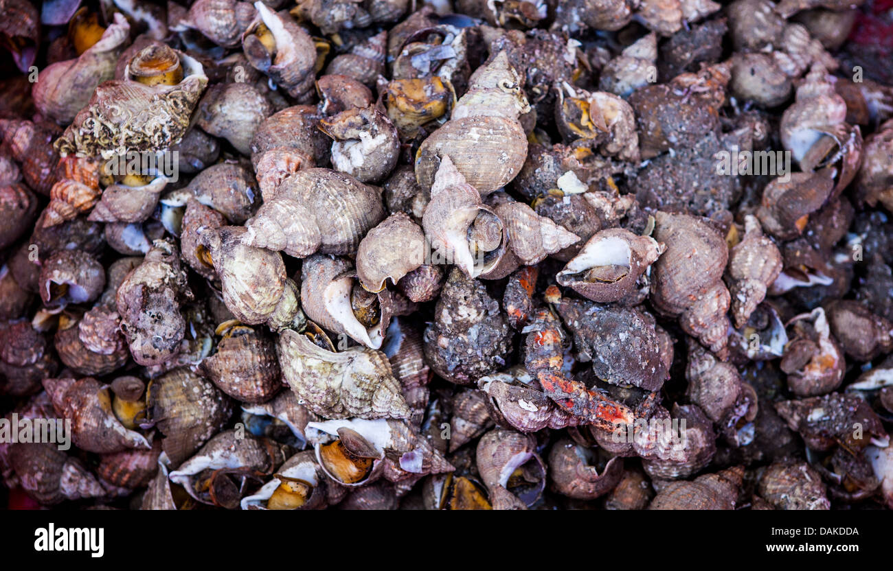 Cockels and winkles at the Dorset sea food festival 2013 in Weymouth Harbour Stock Photo Alamy