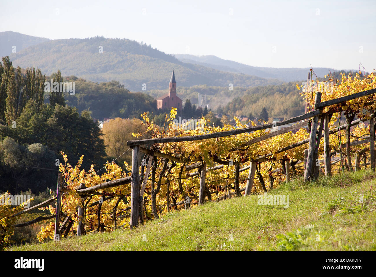 vineyard in autum with church in the background, Germany, Rhineland-Palatinate, Palatinate, Albersweiler Stock Photo