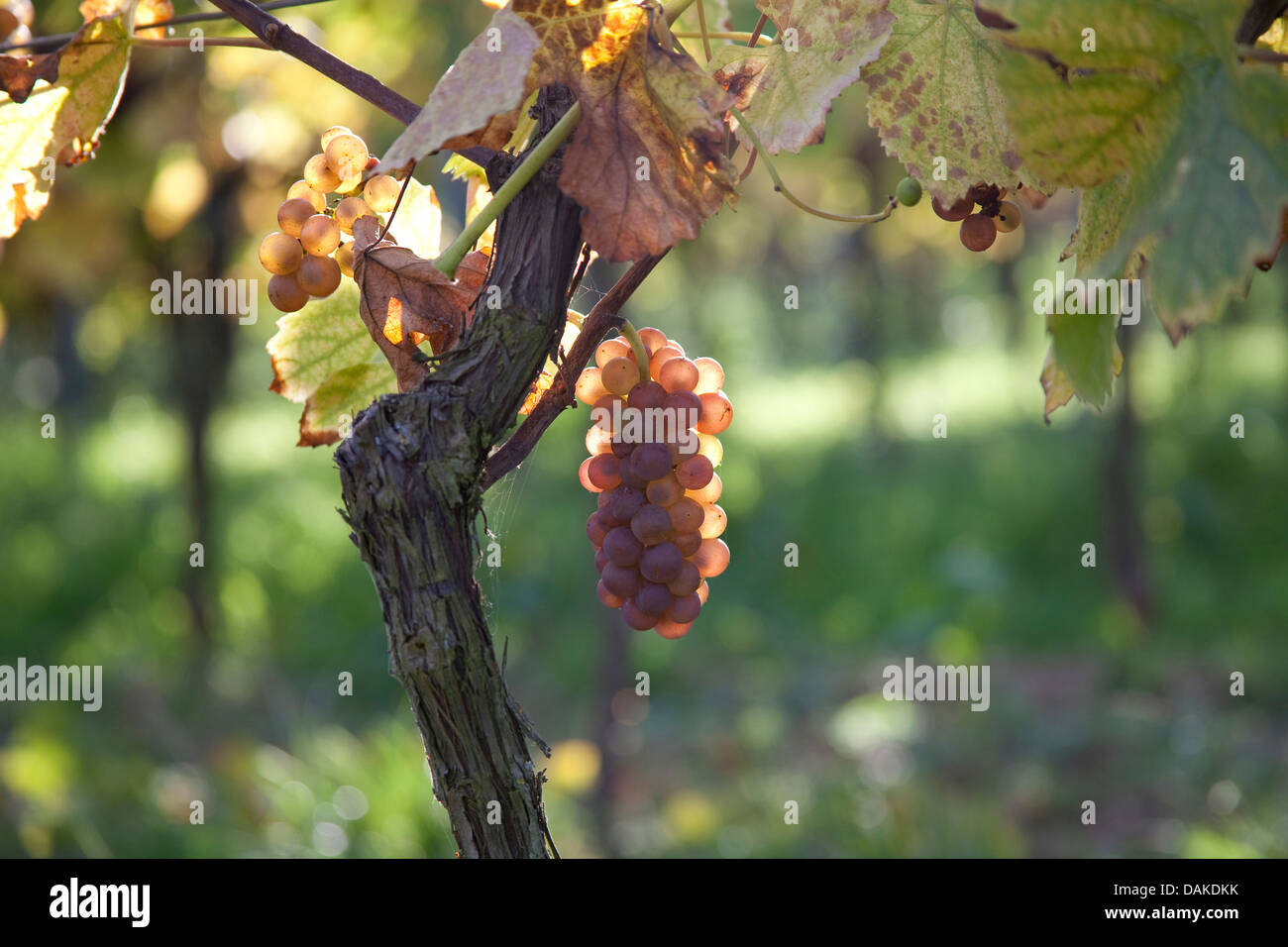 grape-vine, vine (Vitis vinifera), ripe grapes at the vine, Germany, Rhineland-Palatinate, Palatinate Stock Photo
