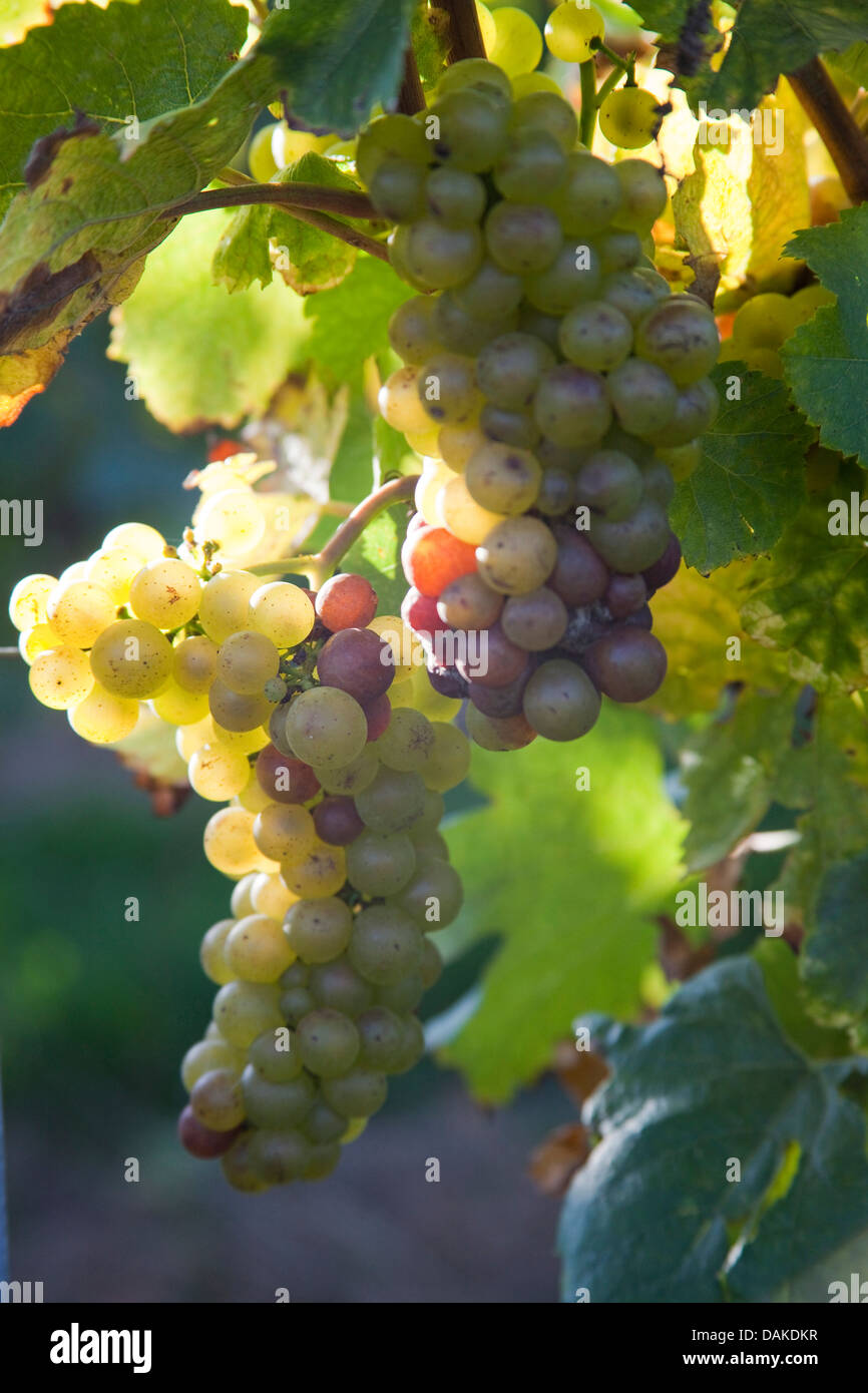 grape-vine, vine (Vitis vinifera), ripe grapes at the vine, Germany, Rhineland-Palatinate, Palatinate Stock Photo