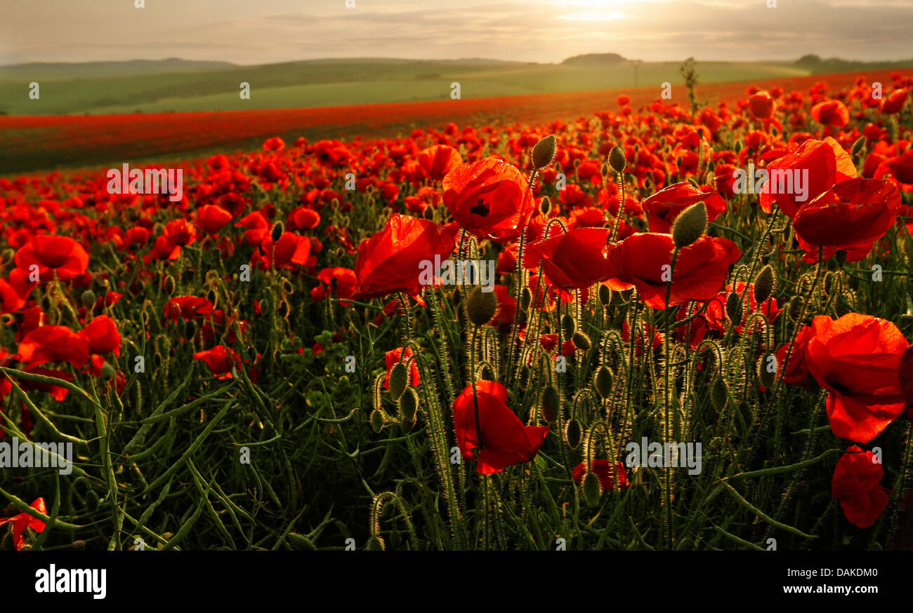 Field of poppies flowers on a strong backlighting from the sunset, Brighton, East Sussex, England, UK Stock Photo