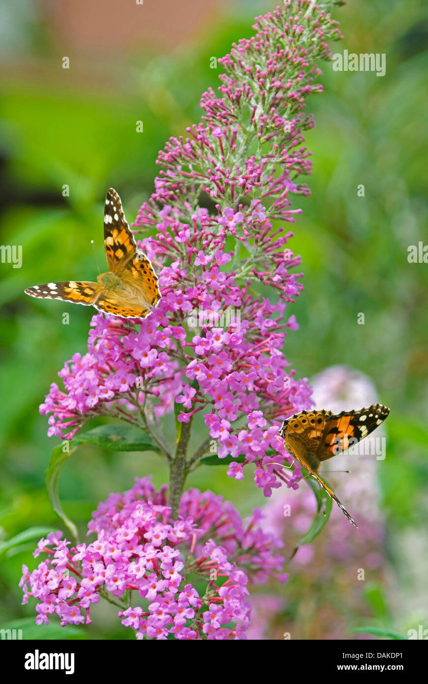 orange eye butterfly bush, violet butterfly bush (Buddleja davidii 'Pink Delight', Buddleja davidii Pink Delight), cultivar Pink Delight, with Painted Lady, Germany Stock Photo