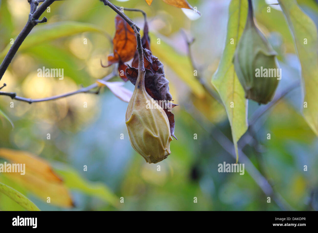 Carolina allspice (Calycanthus floridus), fruit Stock Photo Alamy