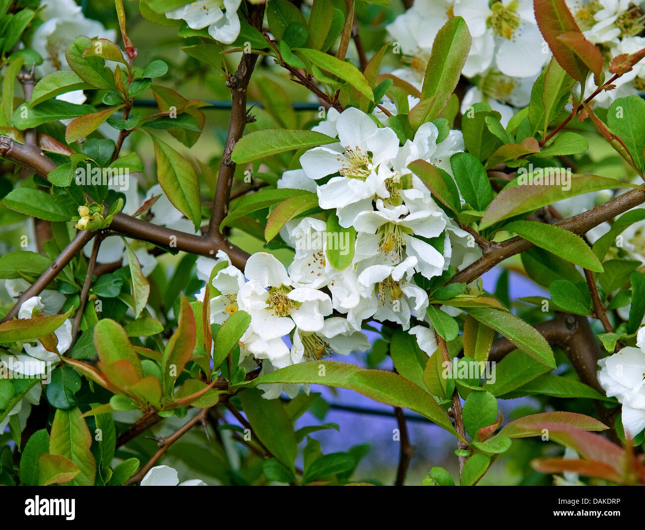 Japanese quince (Chaenomeles speciosa 'Nivalis', Chaenomeles speciosa Nivalis), cultivar Nivalis, Germany Stock Photo