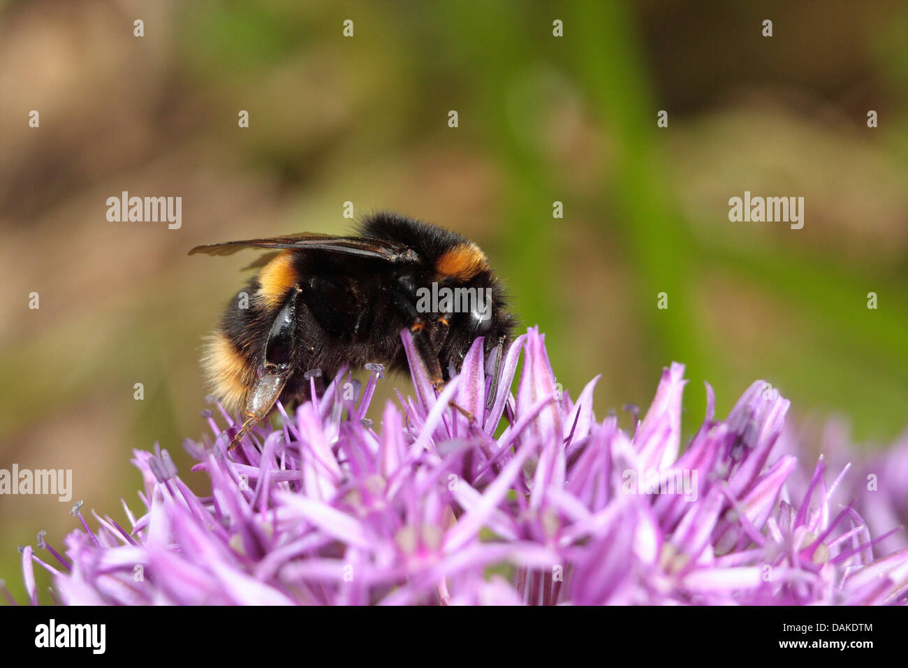 Bumblebee nectar feeding Stock Photo