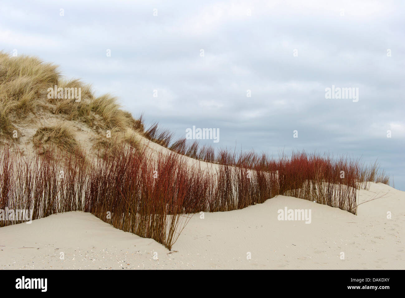 erosion control on dunes of Texel, Netherlands, Texel, Slufter Stock Photo