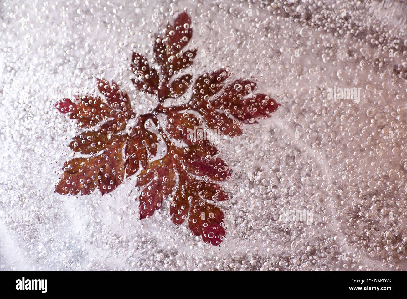 Frozen leaf in the ice. Stock Photo