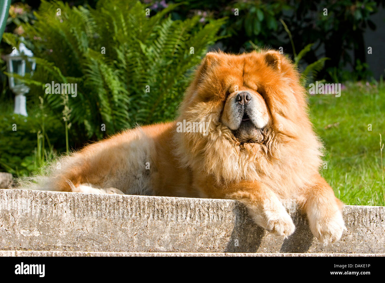 Chow Chow (Canis lupus f. familiaris), lying in the garden ona wall and sunbathing Stock Photo