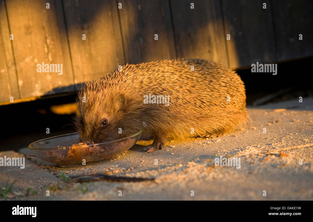 Western hedgehog, European hedgehog (Erinaceus europaeus), hedgehog eating cat food, Germany