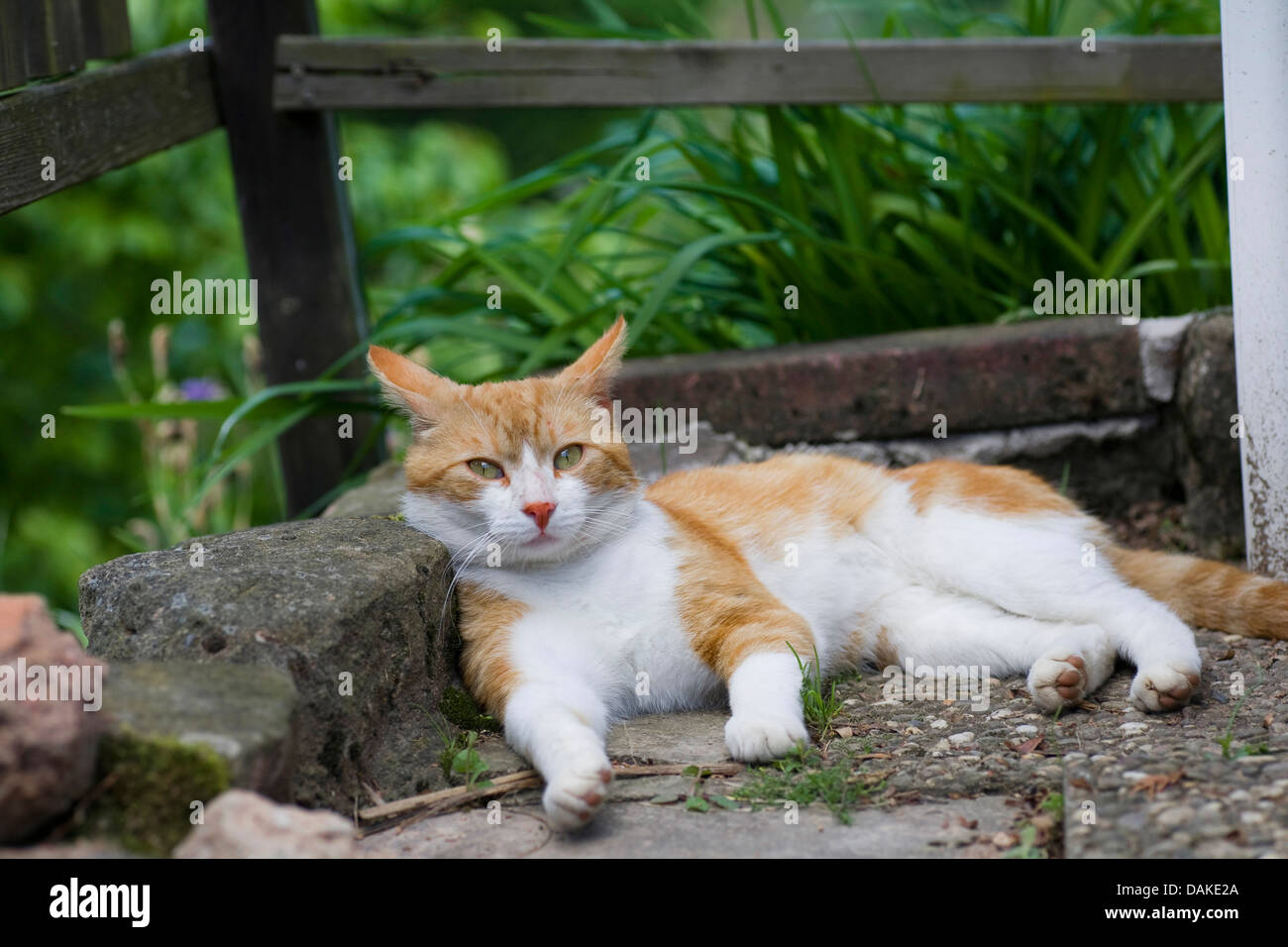 domestic cat, house cat (Felis silvestris f. catus), lying on a terrace and leaning tiredly against a stone, Germany Stock Photo