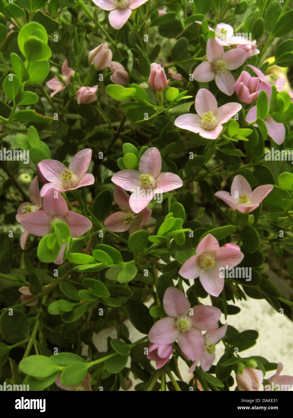 Boronia (Boronia crenulata), blooming Stock Photo
