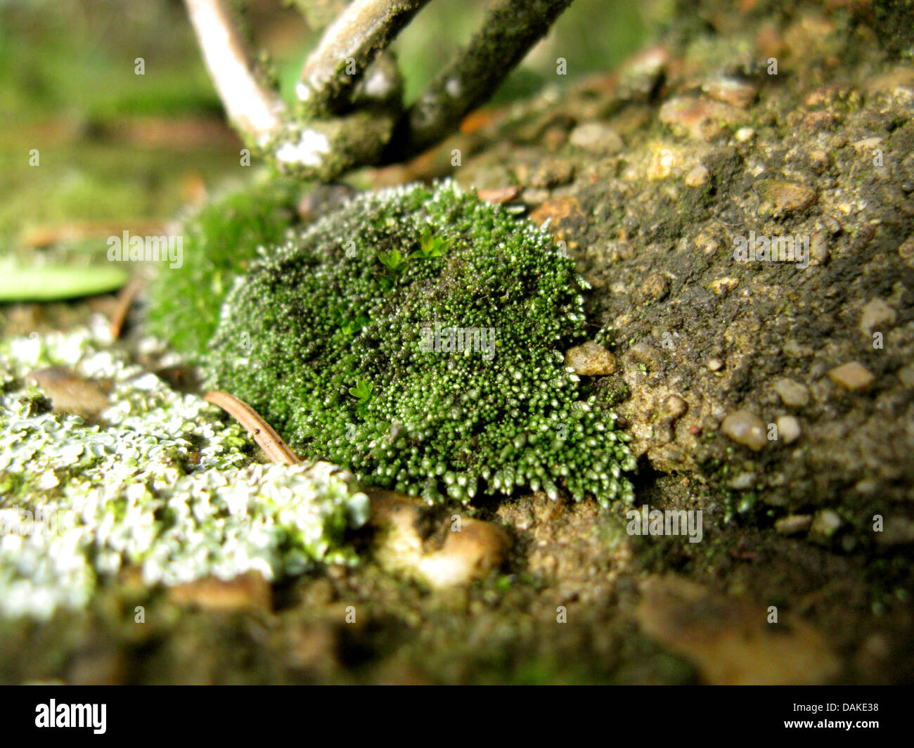 Silvergreen bryum moss (Bryum argenteum), on a wall, Germany, North Rhine-Westphalia Stock Photo