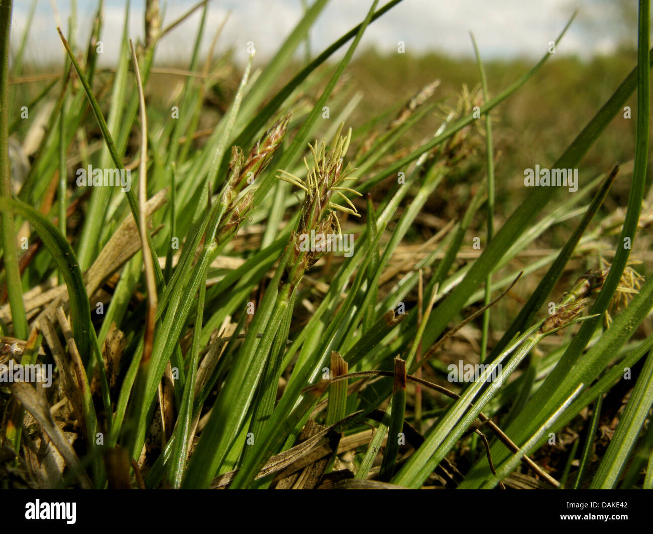 pill sedge (Carex pilulifera), blooming, Germany, North Rhine-Westphalia Stock Photo