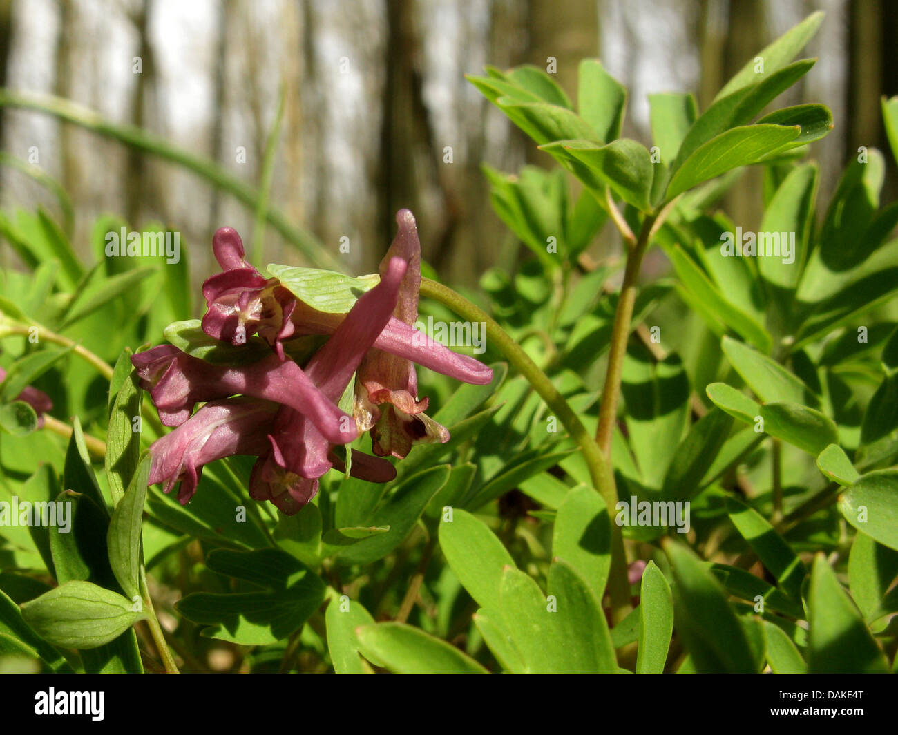Corydalis intermedia (Corydalis intermedia), blooming, Germany, Lower Saxony Stock Photo
