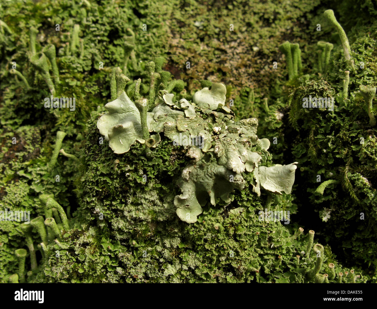 Common greenshield lichen  (Flavoparmelia caperata, Parmelia caperata), on bark with Cladonia, Germany Stock Photo