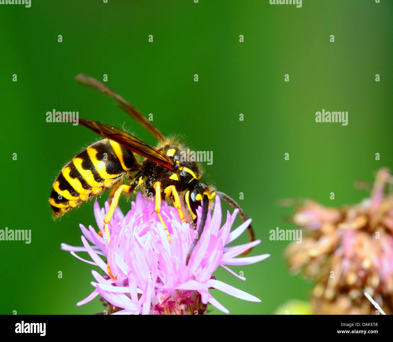 Yellow Jacket Wasp perched on a flower collecting pollen Stock Photo