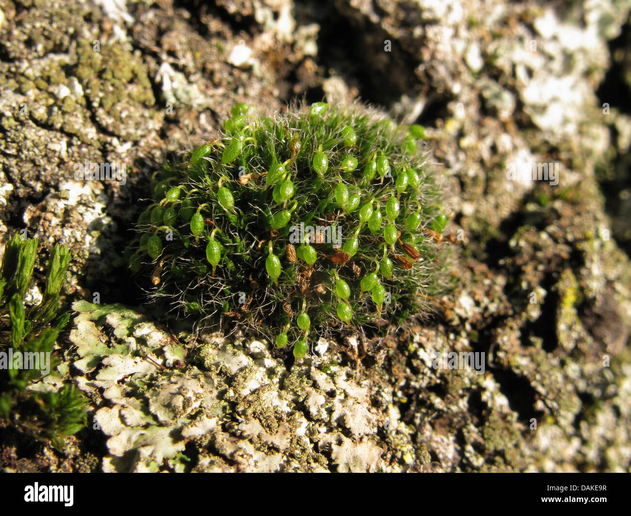 Silver Sidewalk Cushion Moss, (Grimmia pulvinata), on bark, Germany, North Rhine-Westphalia Stock Photo