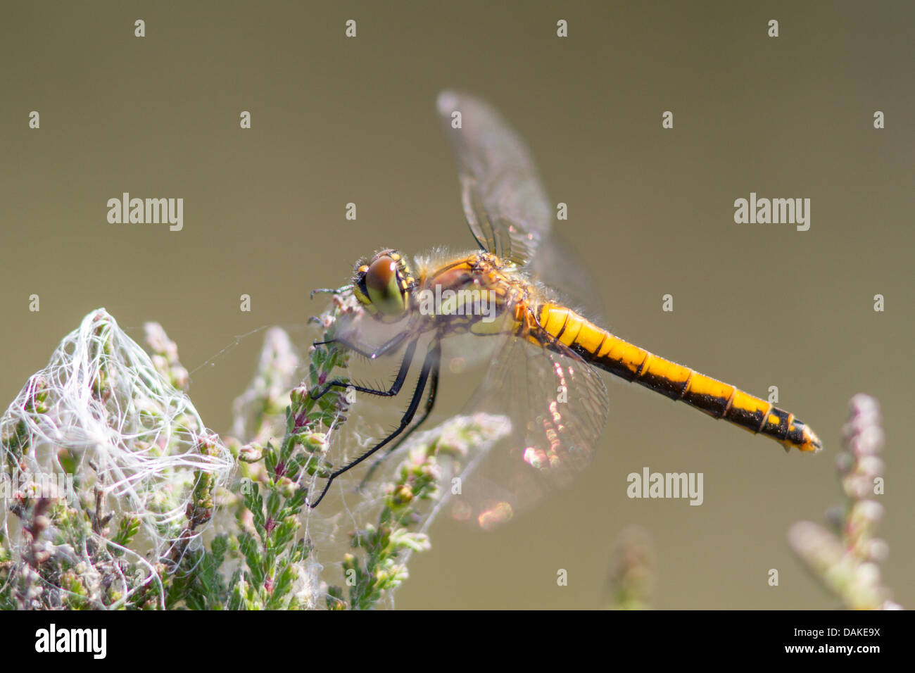 Female Black Darter dragonfly (Sympetrum danae) on heather Stock Photo