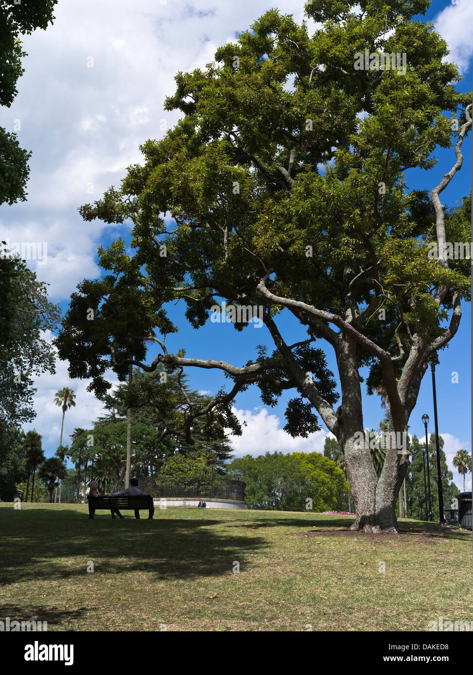 dh Albert Park AUCKLAND NEW ZEALAND People sitting on bench relaxing shaded tree Stock Photo
