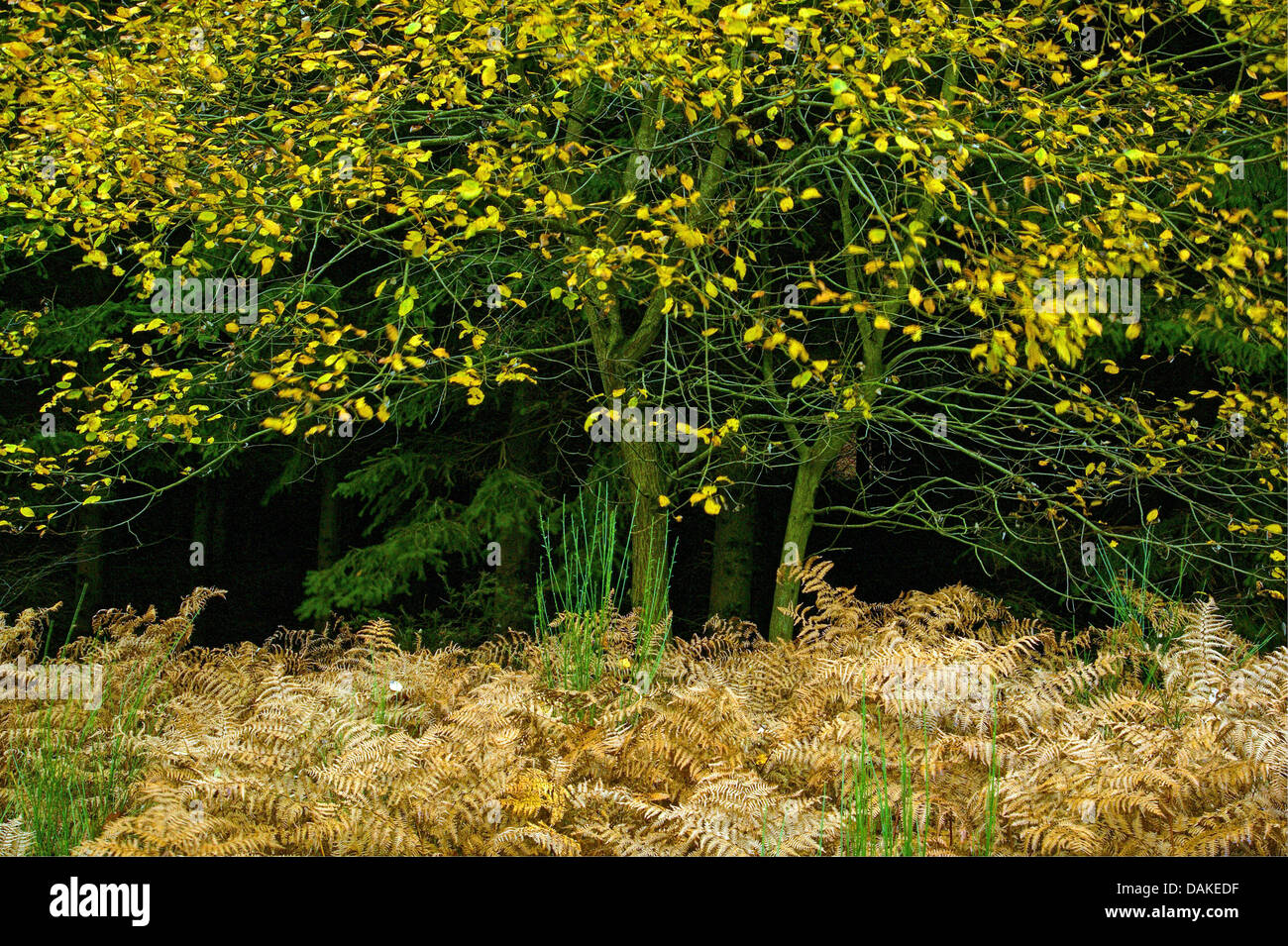 bracken fern (Pteridium aquilinum), forest edge in autumn with dry fern, Germany, North Rhine-Westphalia, Bergisches Land Stock Photo