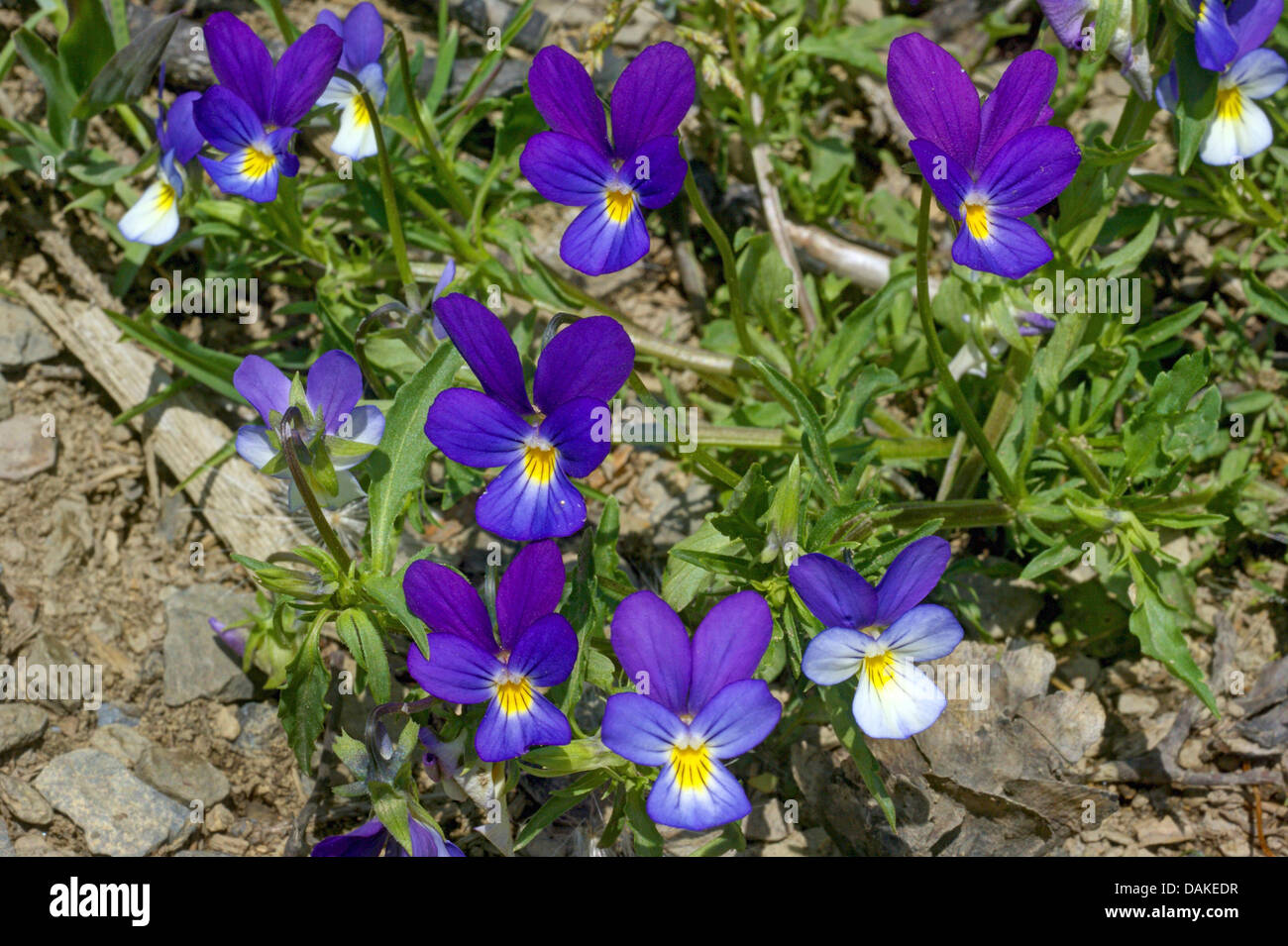 heart's ease, heartsease, wild pansy, three colored violet (Viola tricolor), blooming, Germany, North Rhine-Westphalia Stock Photo