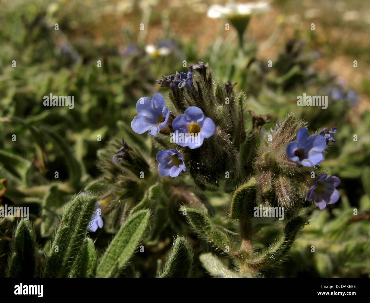 Dyers' bugloss (Alkanna tinctoria), blooming, Greece, Peloponnese Stock Photo