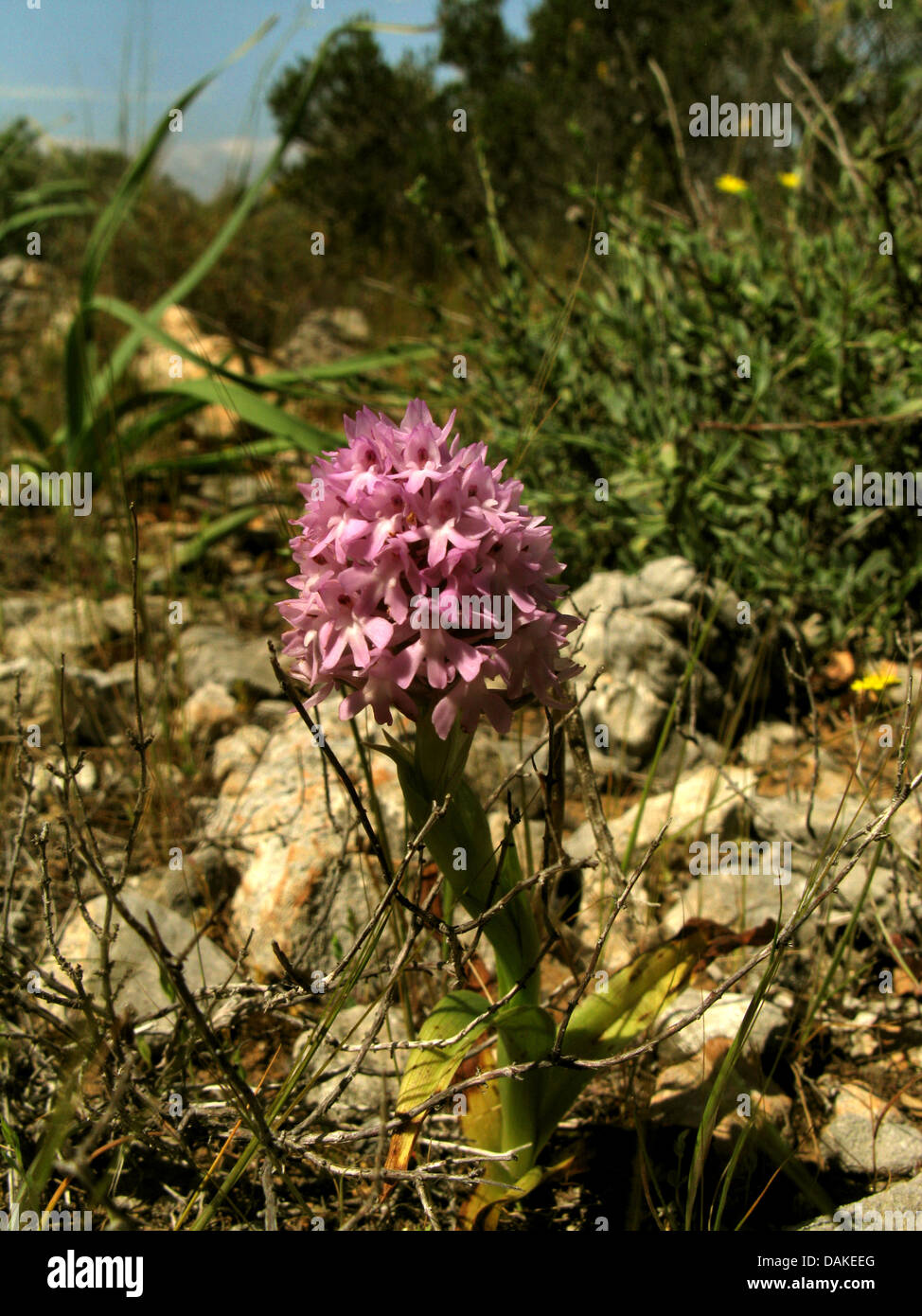 pyramidal orchid (Anacamptis pyramidalis, Orchis pyramidalis), blooming, Greece, Peloponnese, Elafonisos Stock Photo