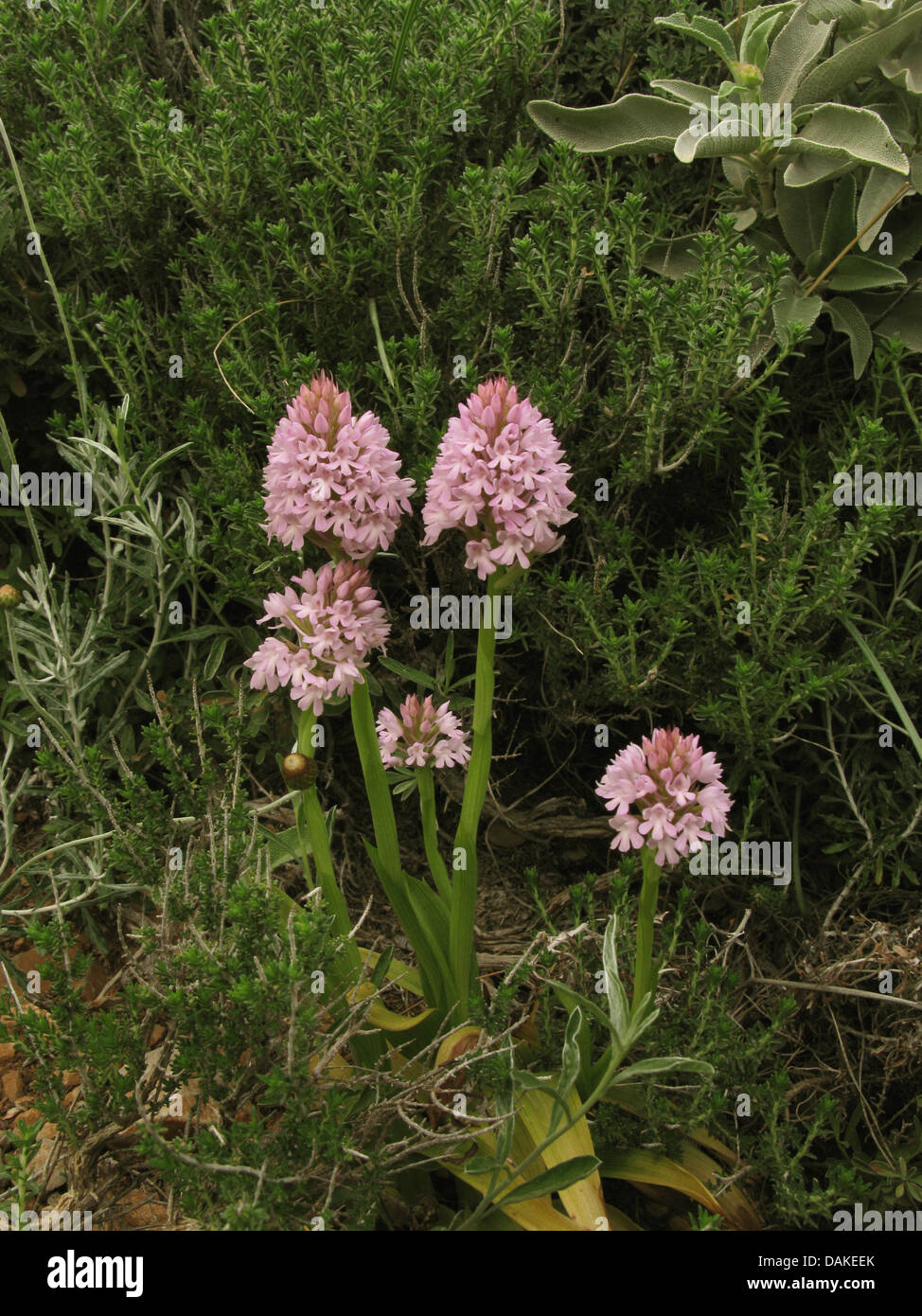 pyramidal orchid (Anacamptis pyramidalis, Orchis pyramidalis), blooming, Greece, Peloponnese, Laconia Stock Photo