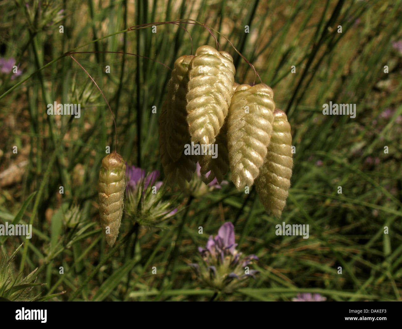 great quaking-grass (Briza maxima), spikelets, Greece, Peloponnese Stock Photo